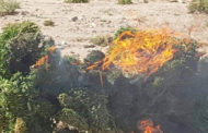 تدمير 29 مزرعة مخدرات في حملة أمنية بجنوب سيناء