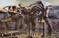 الصين: اكتشاف حفرية لمسار أصغر ديناصور معروف في العالم