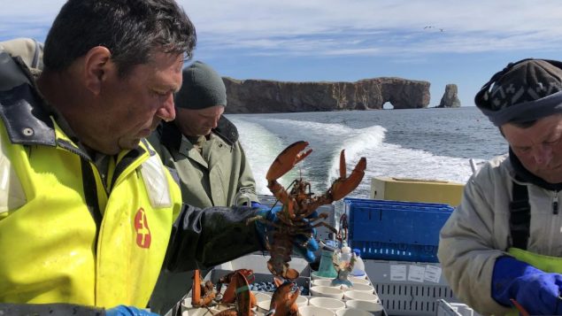كيبيك: توقعات بمحاصيل قياسية من الكركند في غاسبيزي