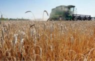 منتجو الحبوب الكيبيكيّون يدافعون عن استخدام المبيدات