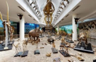 السياحة والآثار تنظم زيارة افتراضية للمتحف الحيواني بحديقة الحيوان
