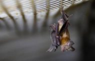معهد ووهان يقر بـ”بحوث الخفافيش” ويتهم ترامب بـ”الفبركة”