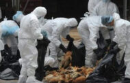 إعدام ما يقرب من 5ر1 مليون دجاجة في اليابان بسبب تفشي إنفلونزا الطيور