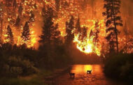 إخلاء منازل مقاطعة بريتش كولومبيا الكندية مع استمرار حرائق الغابات